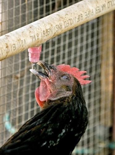 Zenhens co-op is all about coops    