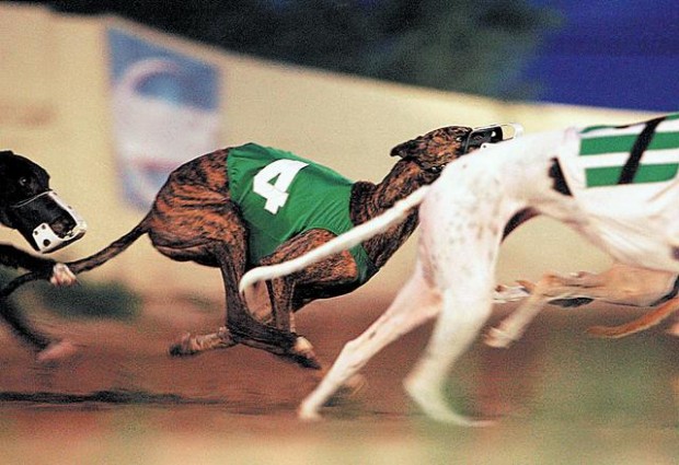 Nowhere left to run for greyhounds  