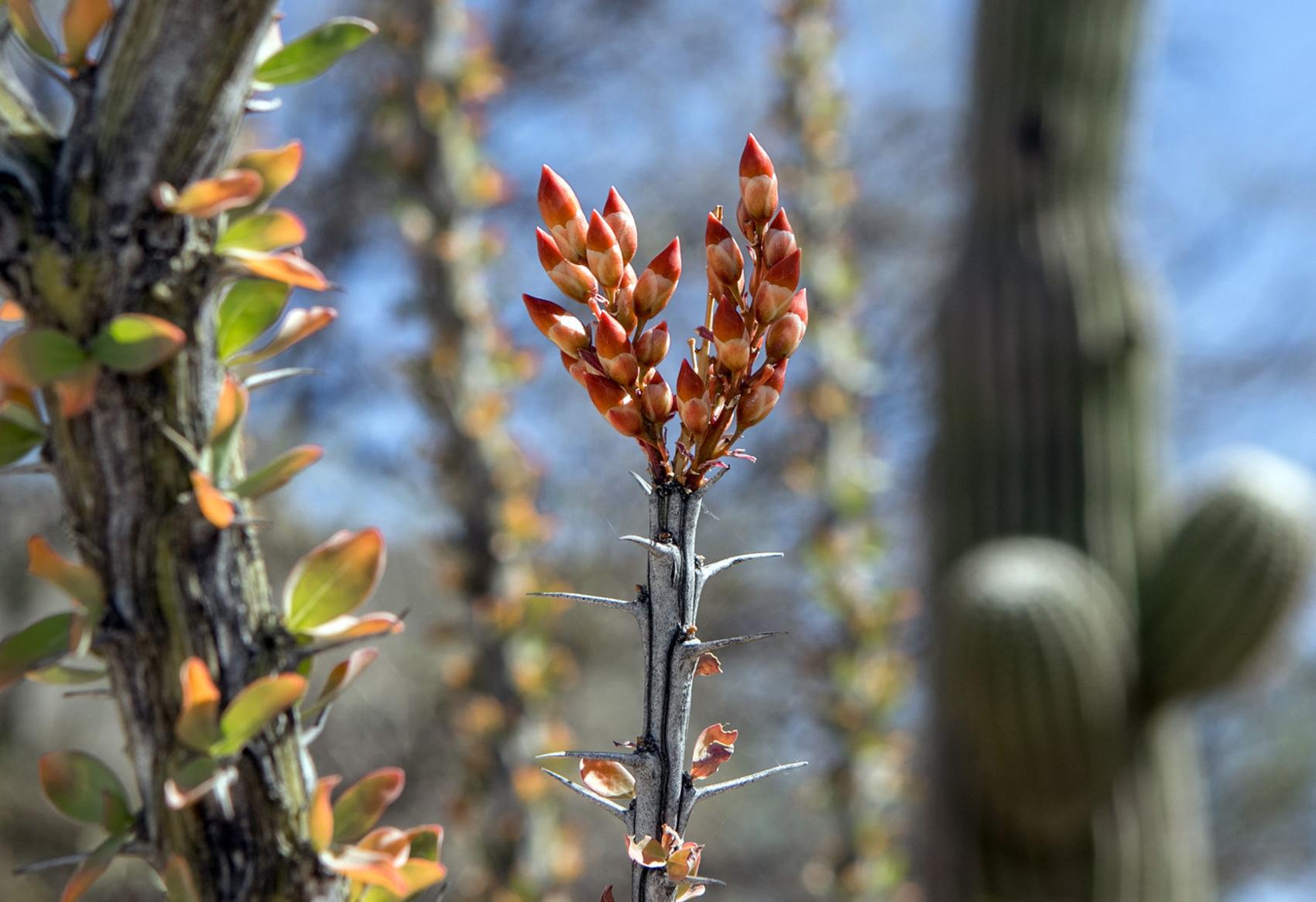 10 ocotillo facts that will make you love this desert plant even more