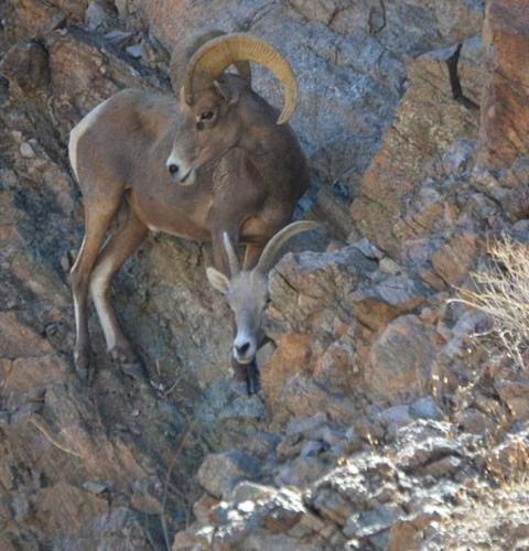 Desert bighorn sheep