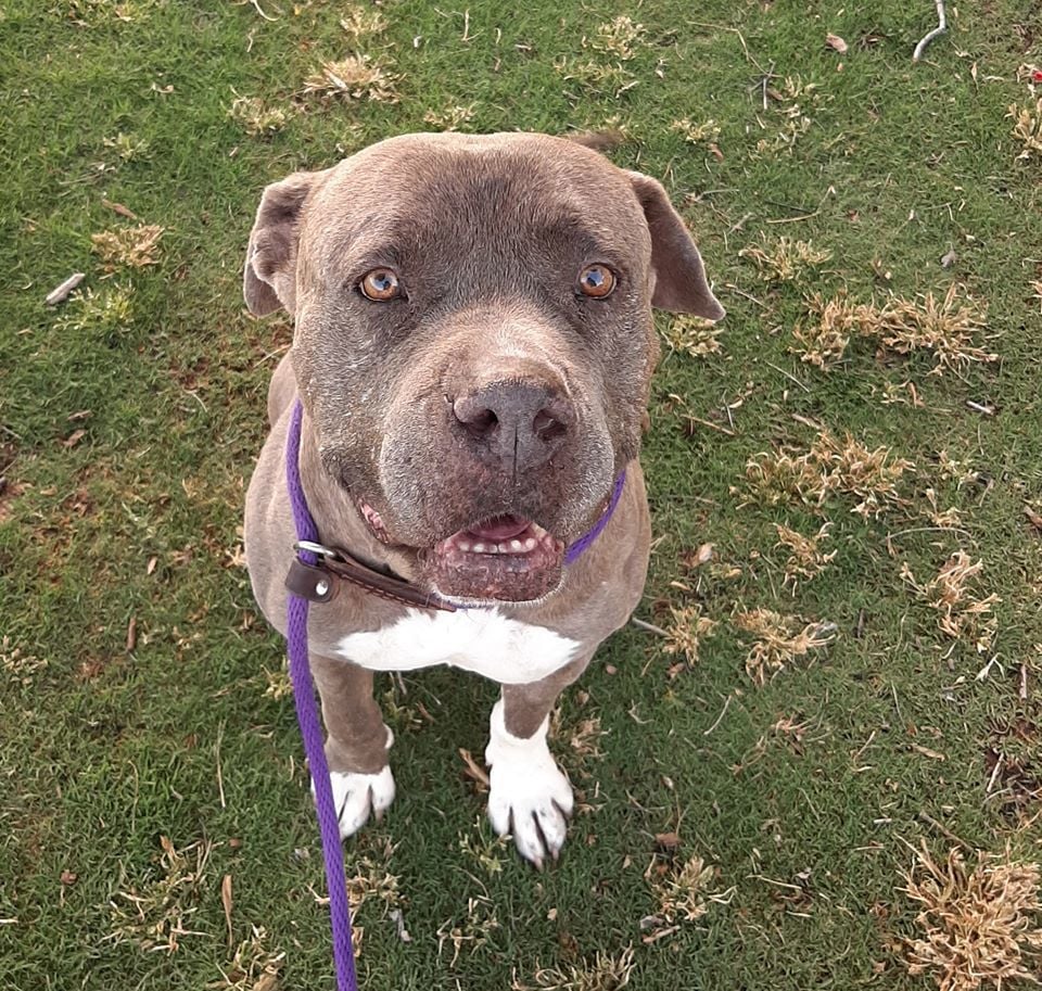 pets n vets queens park