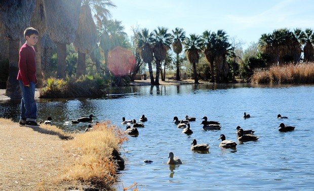 Winter visitors with webbed feet   