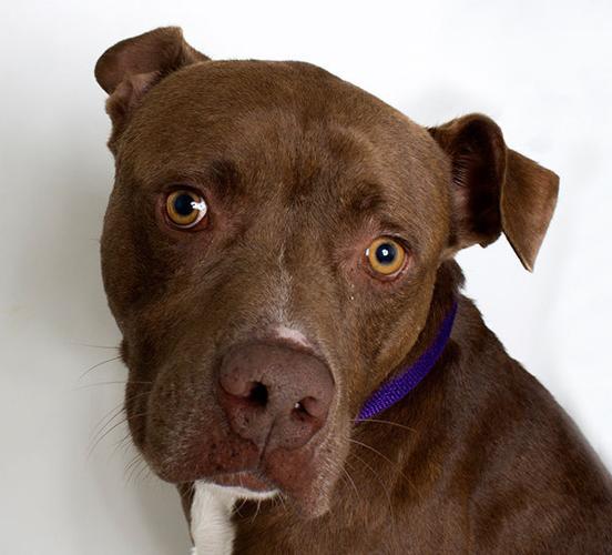 Adopt A Friend: Ivan