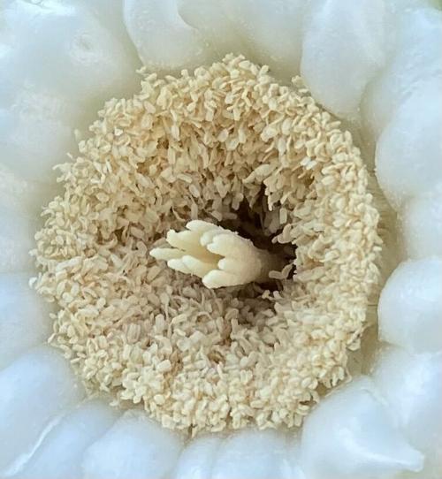 Saguaro flower