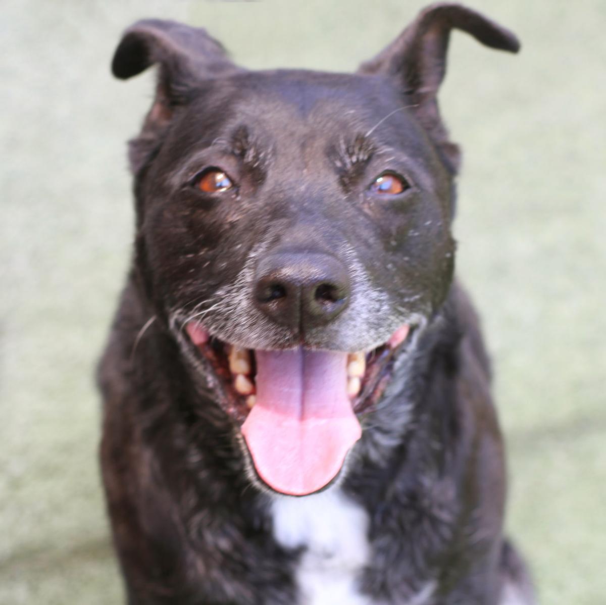 Adopt a Friend - Buzzberry