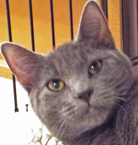 Sergei — Russian blue