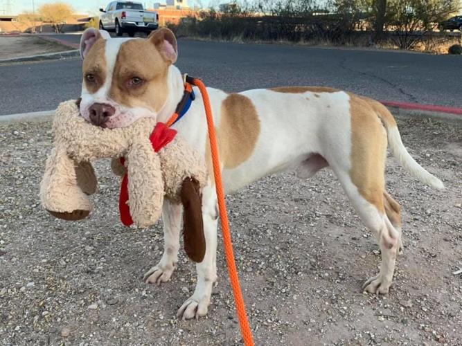 Adopt a friend: Pruno