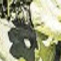 Stalking Arizona Rhubarb Tucson Gardens Tucson Com