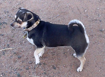 Adopt A Friend: Iris