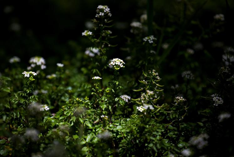 Patagonia-Sonoita Creek Preserve