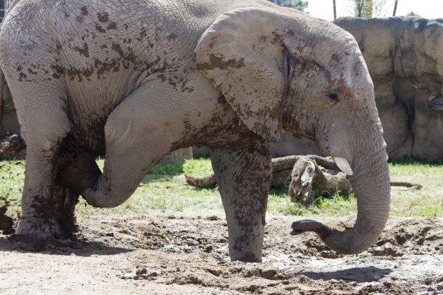 Reid Park elephants dig the mud wallow