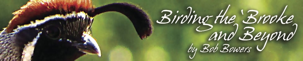 SBN-Logo-Birding-the-Brooke.jpg