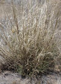 May be okay to spray buffelgrass