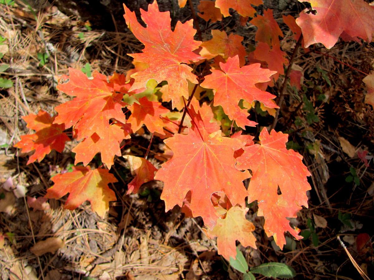 Red autumn color