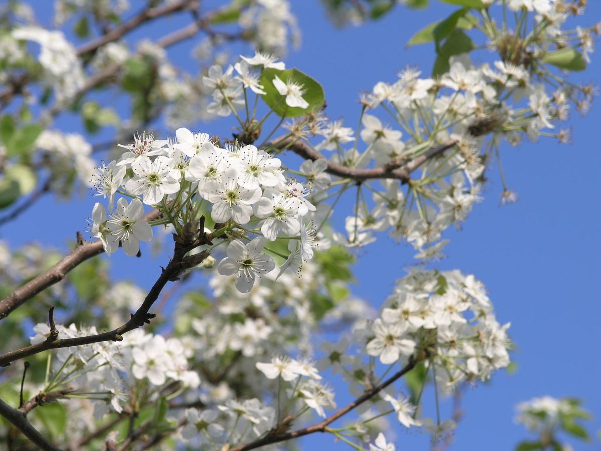 Garden Sage—Callery pear tree