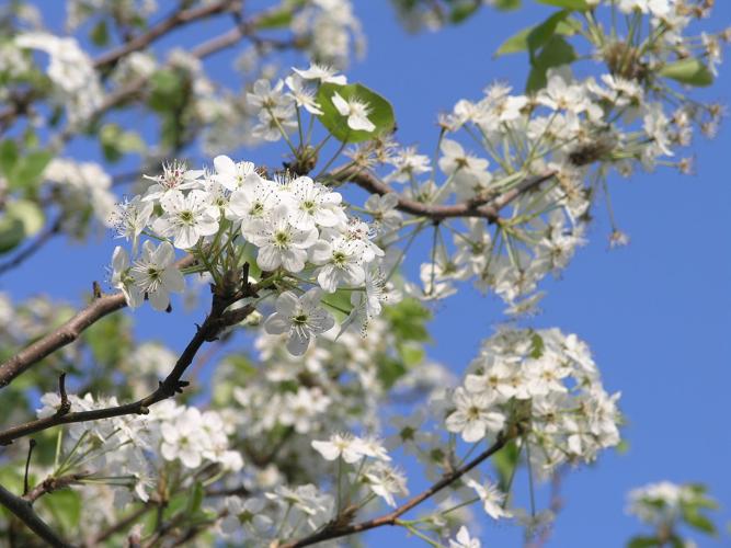 chanticleer pear tree smell