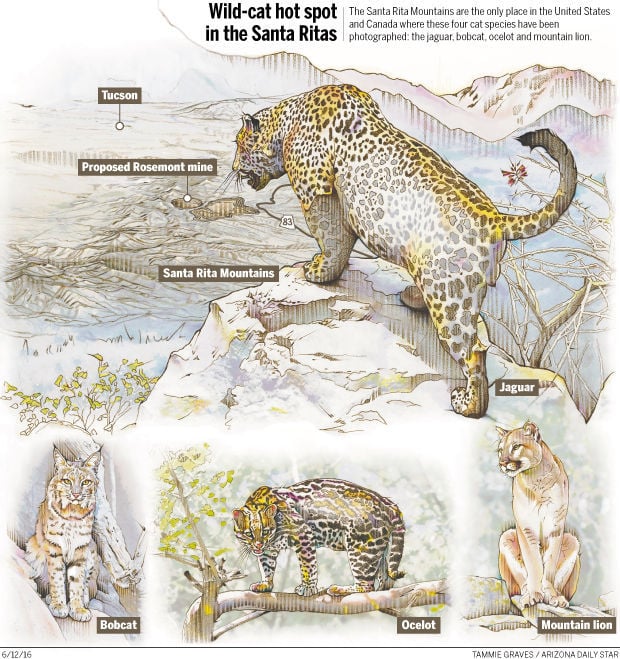 Nation S Wild Cat Hot Spot Is In Santa Rita Mountains Local News