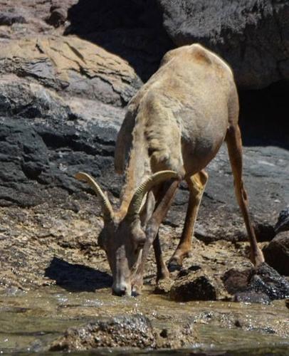 Desert bighorn sheep