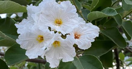 Desert plants with white flowers for Arizona gardens
