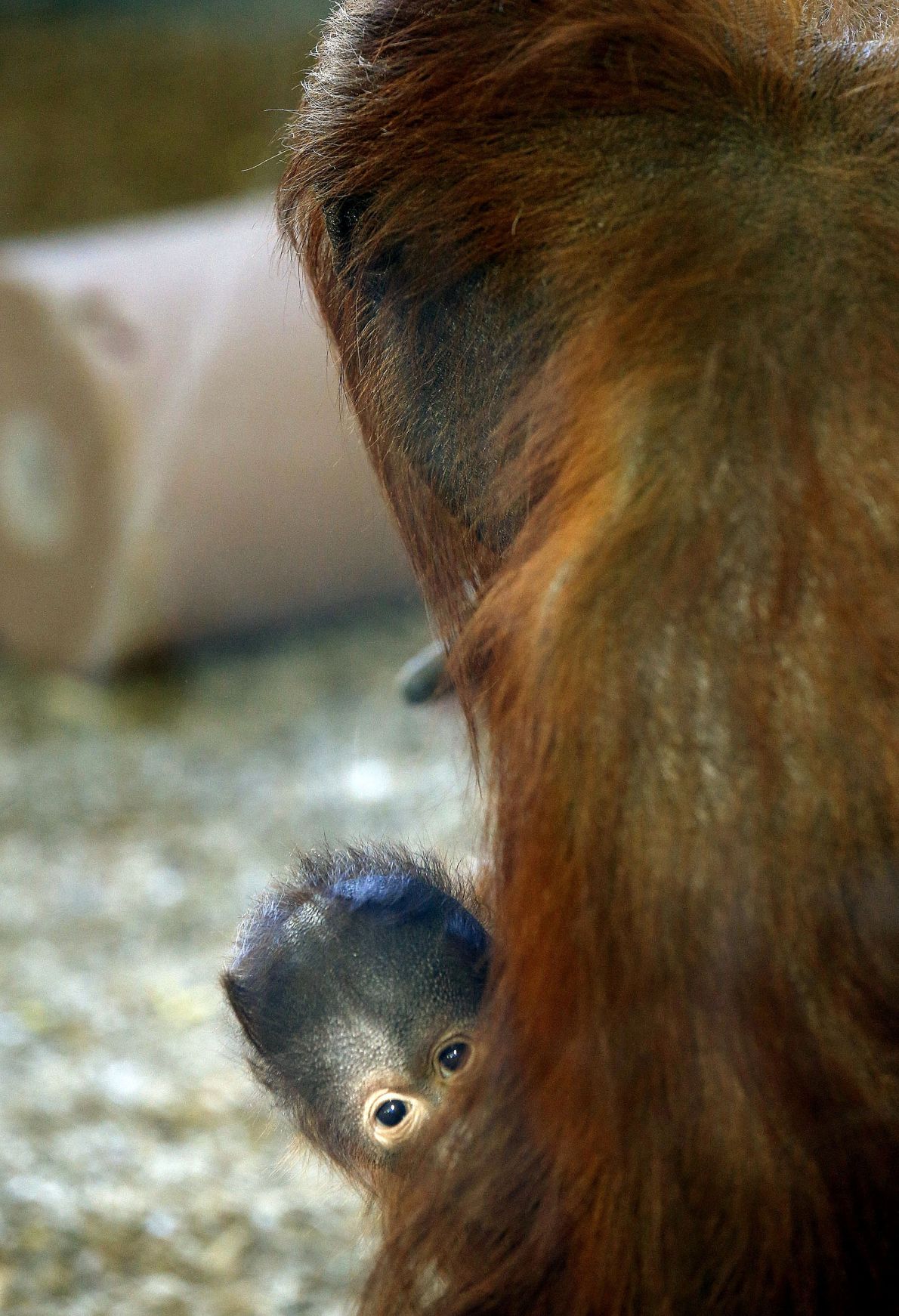 Baby zoo animals