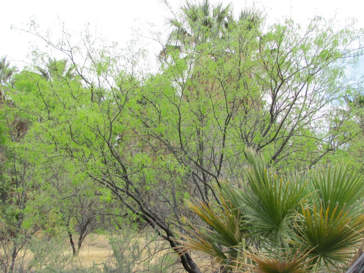 Peeling bark can be a sign of drought