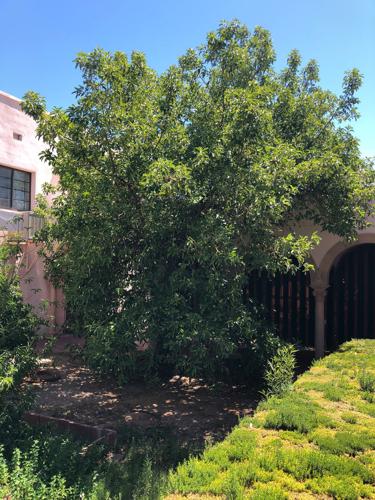 Benedictine Monastery development in Tucson