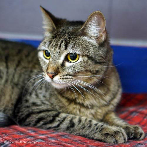 Adopt a Friend - Chickpea