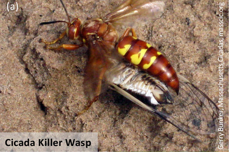 Cicada Killer Wasp