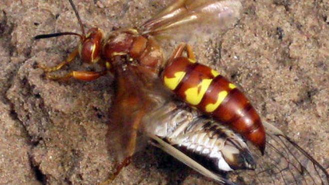 Arizona bug experts: That giant wasp doesn't want to murder you