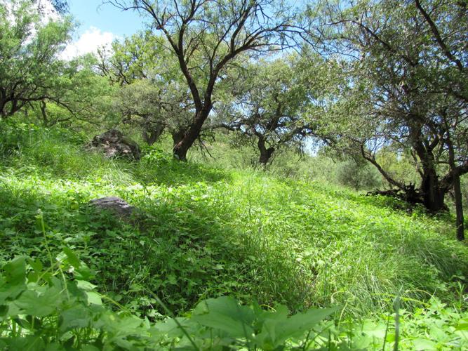 Madera Canyon woodlands