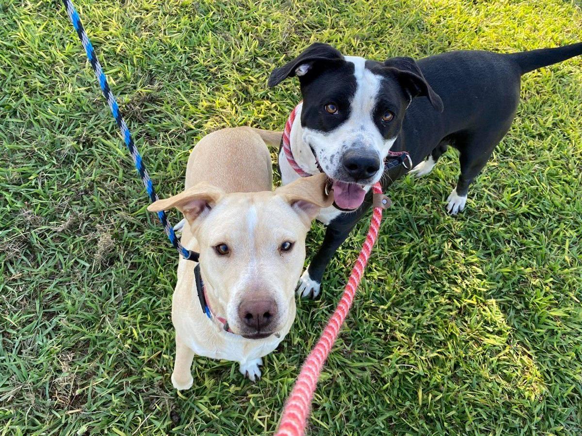 Adopt a friend: Roxie and Blondie (copy)