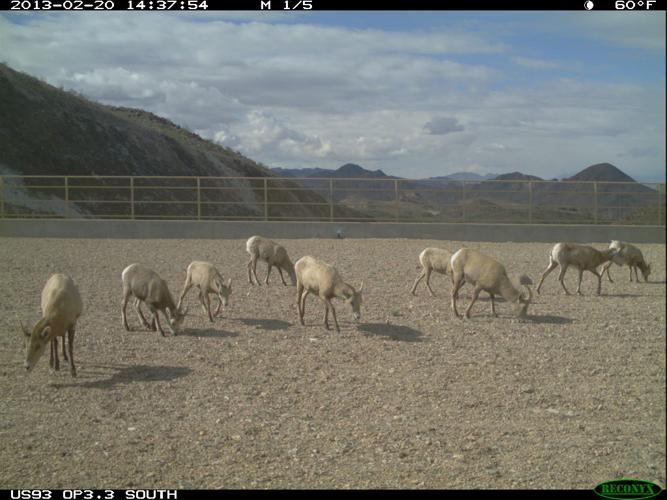 Desert bighorn sheep
