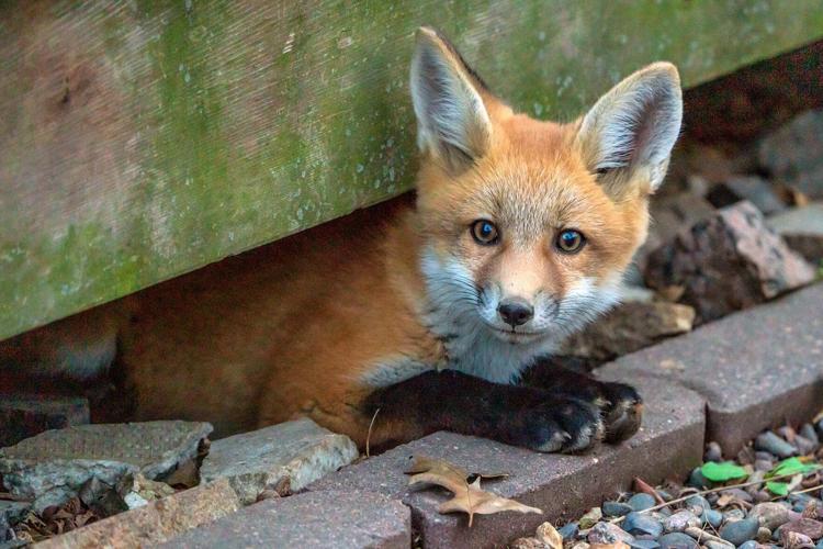 Foxes