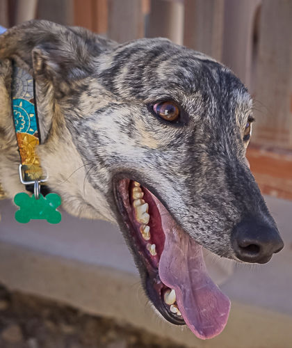 Adopt a Friend - Crash