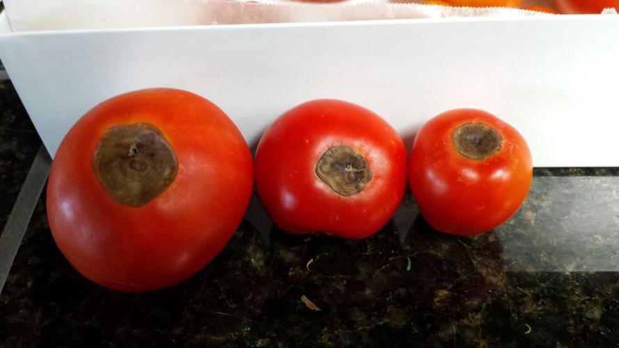 How to control blossom end rot