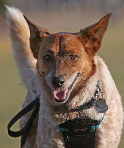 Pet adoption success