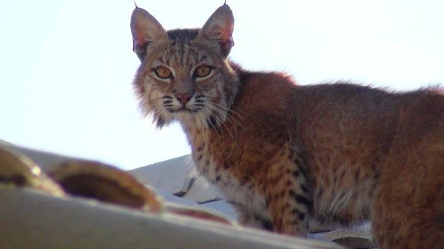 Bobcat Spotted In Orange County 