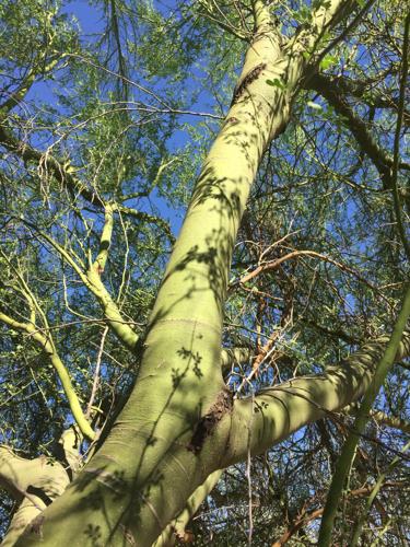Garden Sage: This winter promises to be colder than past two