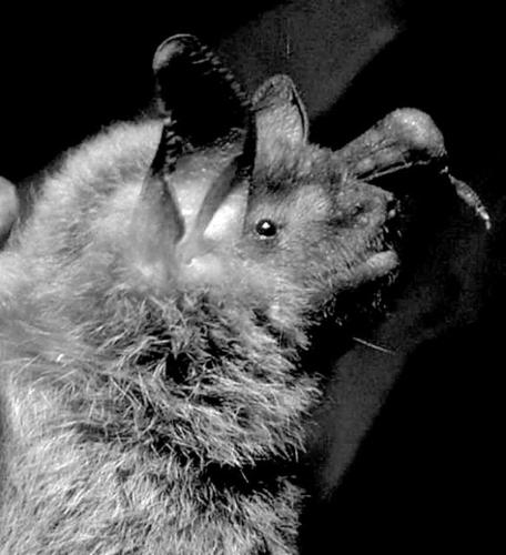 Kids learn about bats in a fresh, fun way  