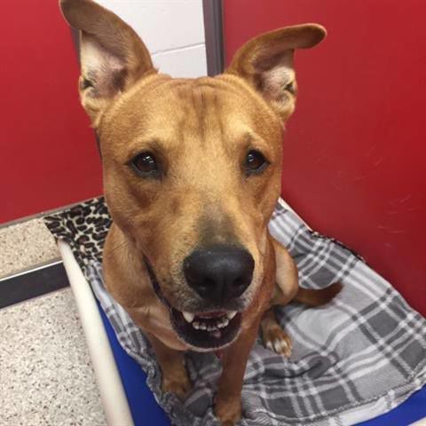 Adopt a friend: Rambo