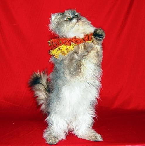 Unusual pawformance  