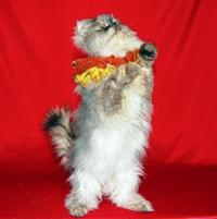 Unusual pawformance  