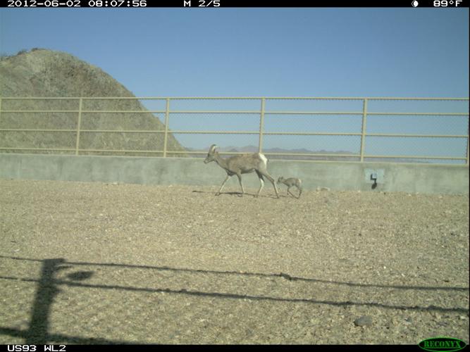 Desert bighorn sheep
