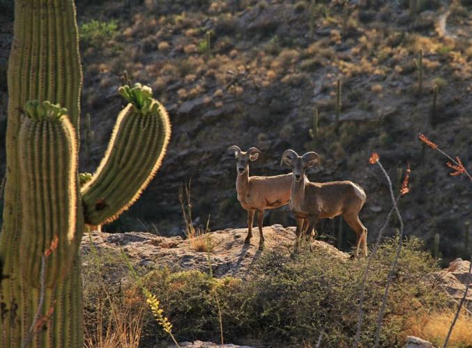 Bighorn sheep on Pontatoc Ridge Trail