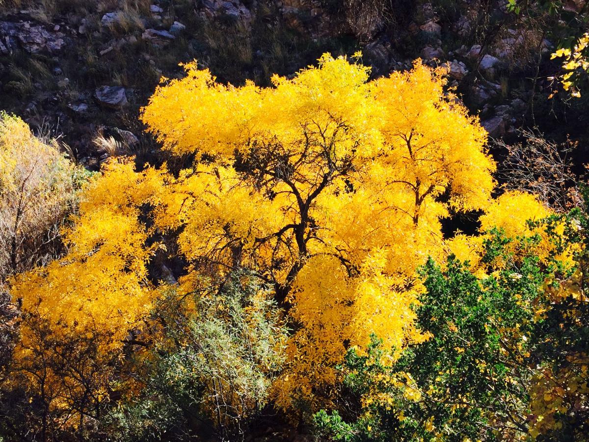 Golden glow of Molino Basin