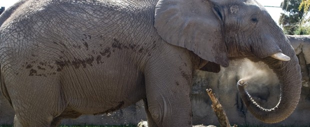 Reid Park elephants dig the mud wallow