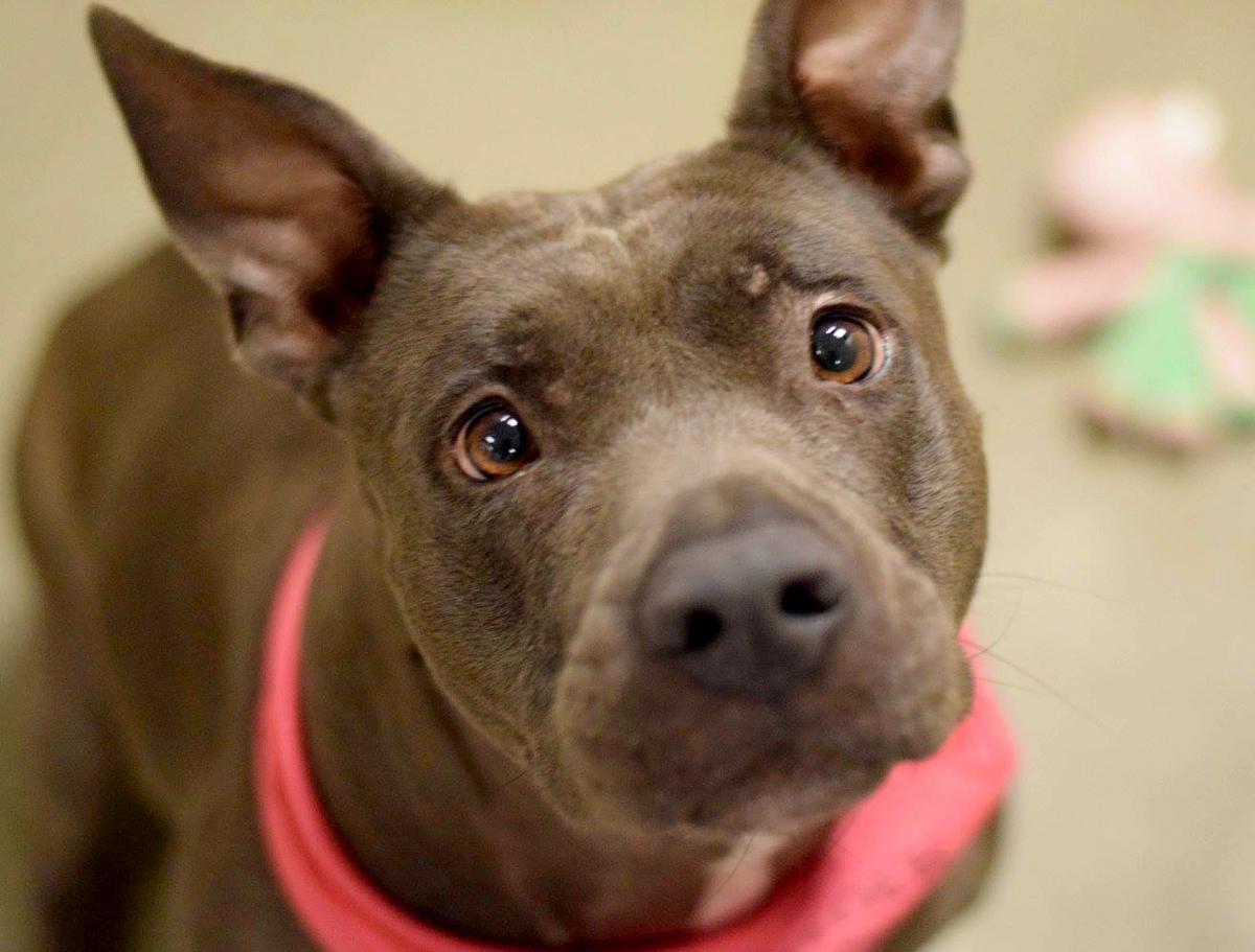Adopt a Friend - Minnie