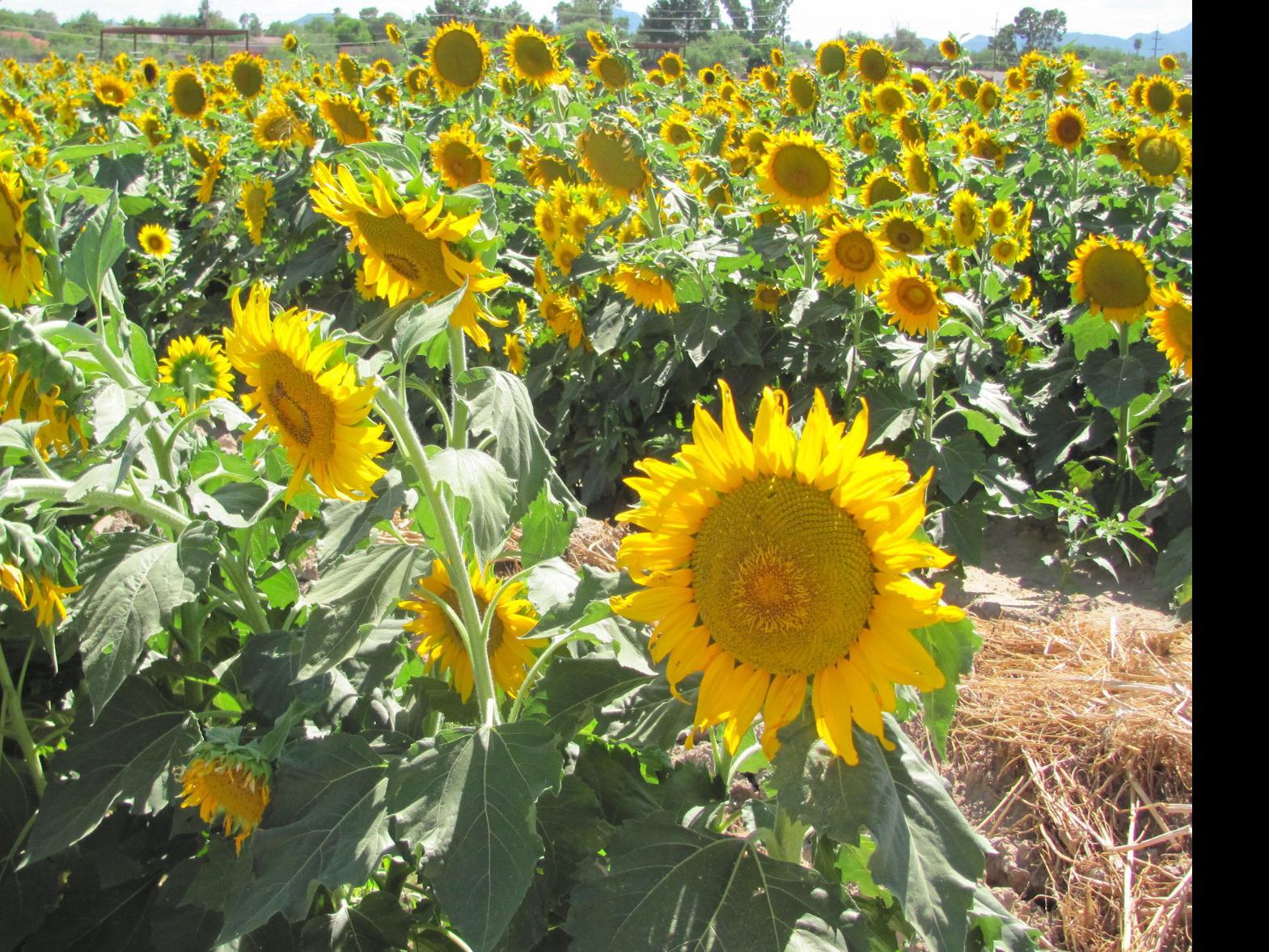 Fields Of Sunflowers At University Of Arizona Agricultural Center Aid Bee Research Local News Tucson Com