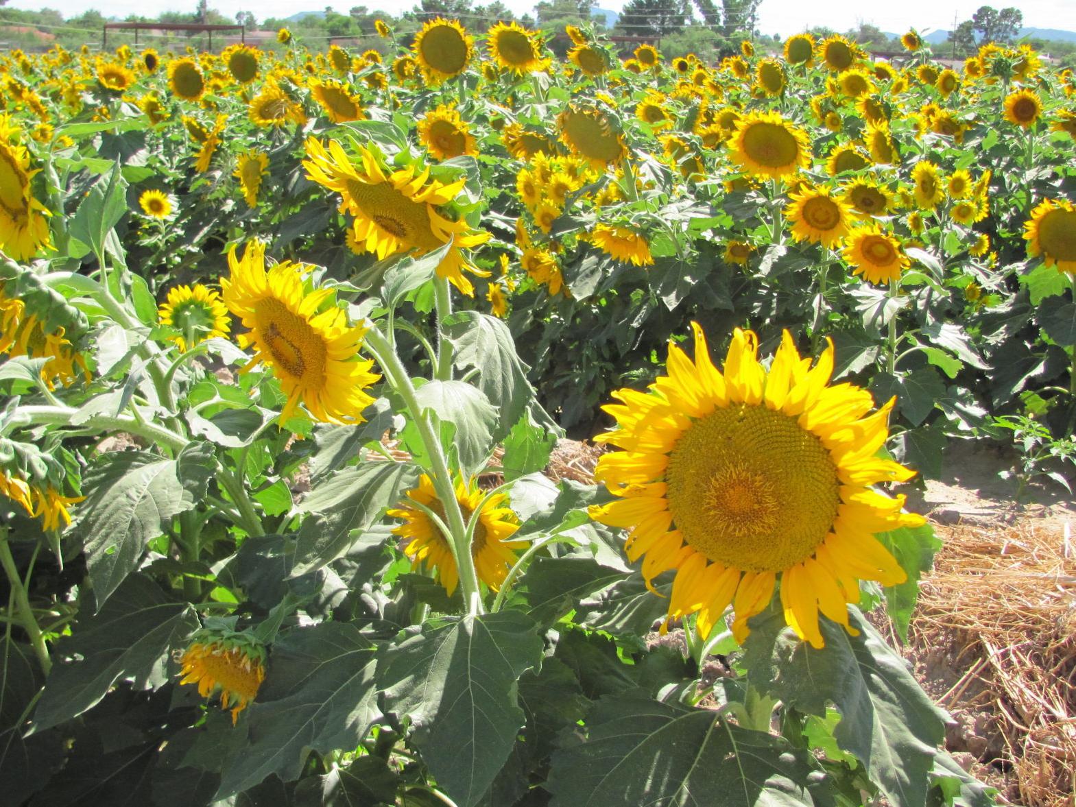 Fields Of Sunflowers At University Of Arizona Agricultural Center Aid Bee Research Local News Tucson Com