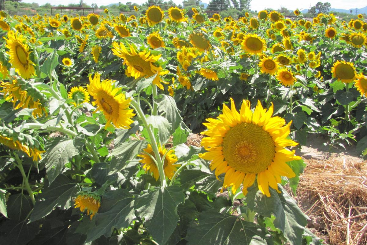 Fields of sunflowers at University of Arizona agricultural center aid